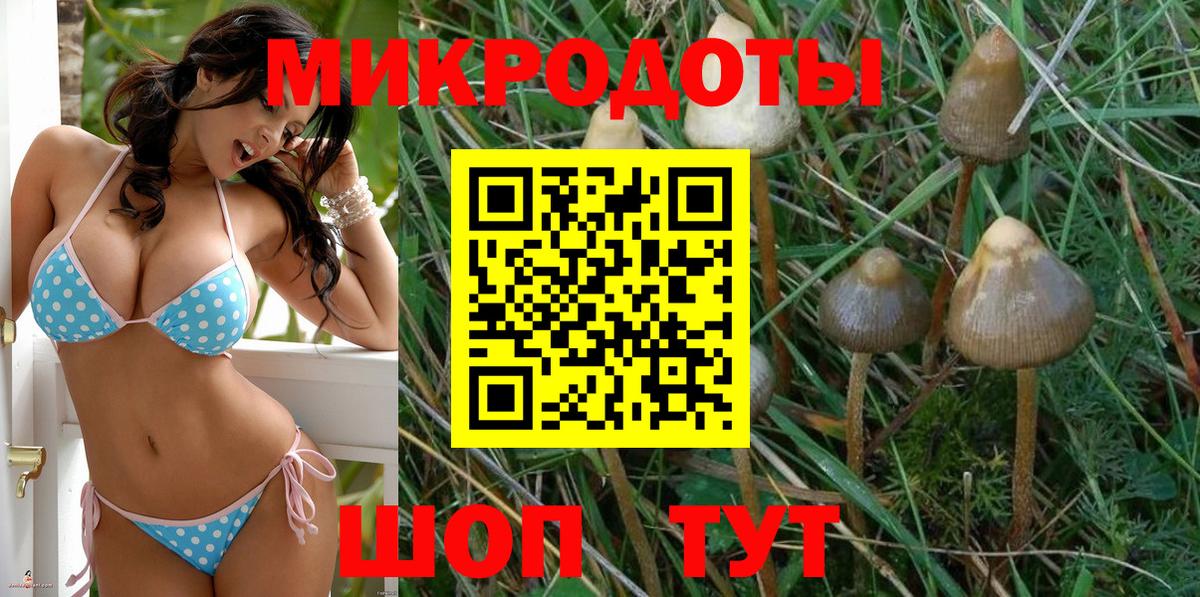 Псилоцибиновые грибы Psilocybe  Вход с VPN  Черкесск 