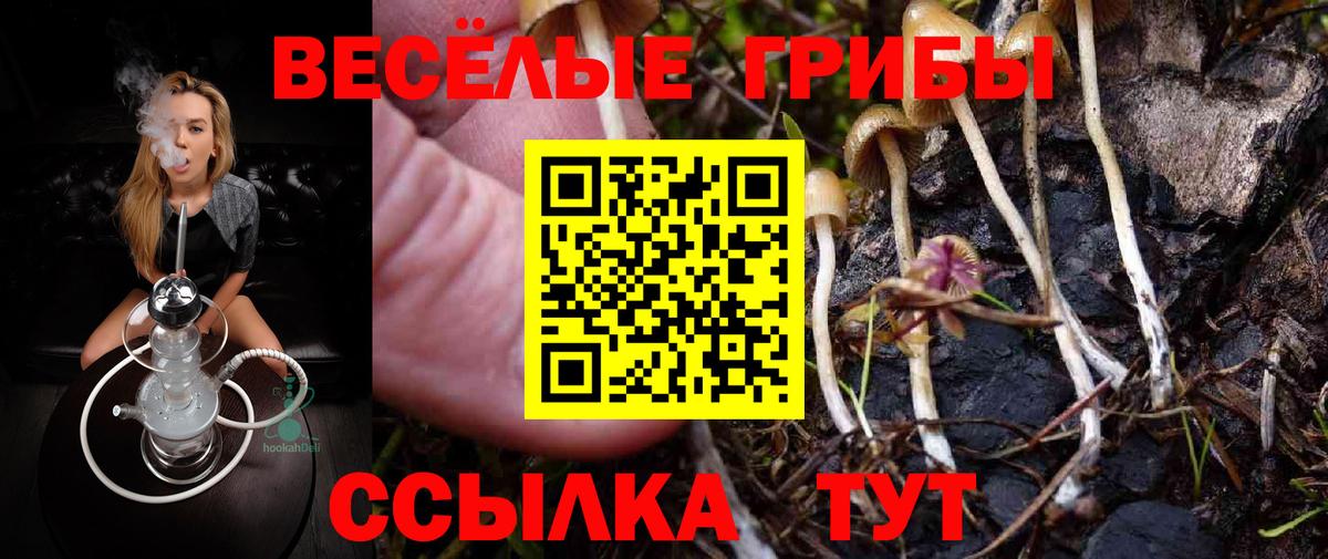Псилоцибиновые грибы Psilocybe  Черкесск 